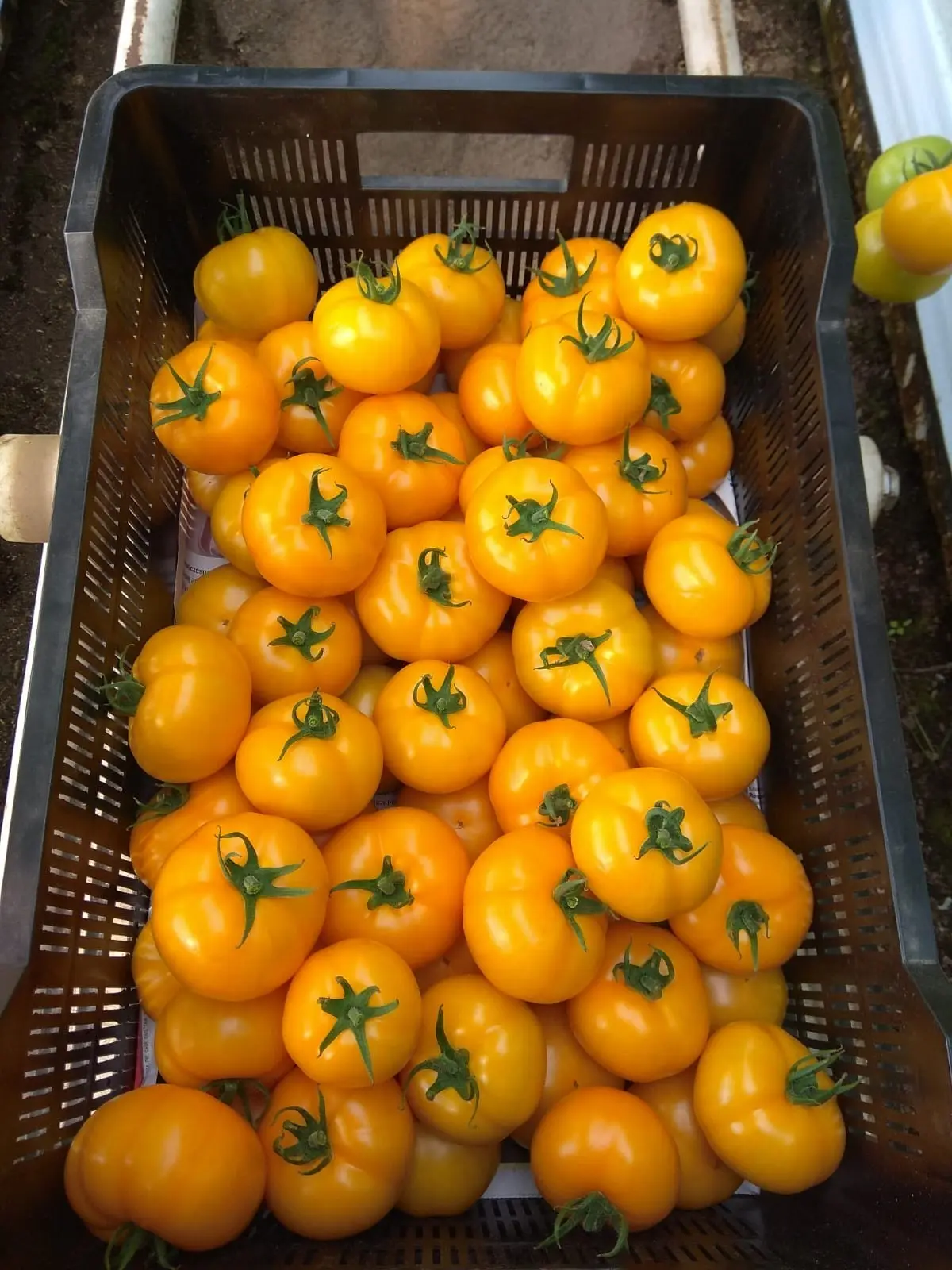 Tomate Gelb Santoria