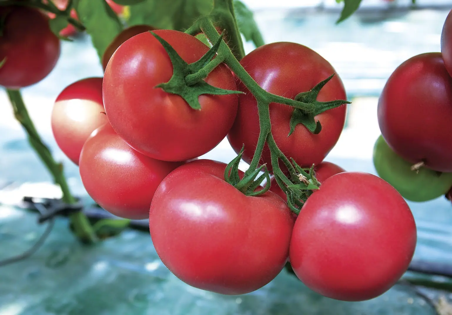 Tomate Framboise 18 To8230 Pink Star 2