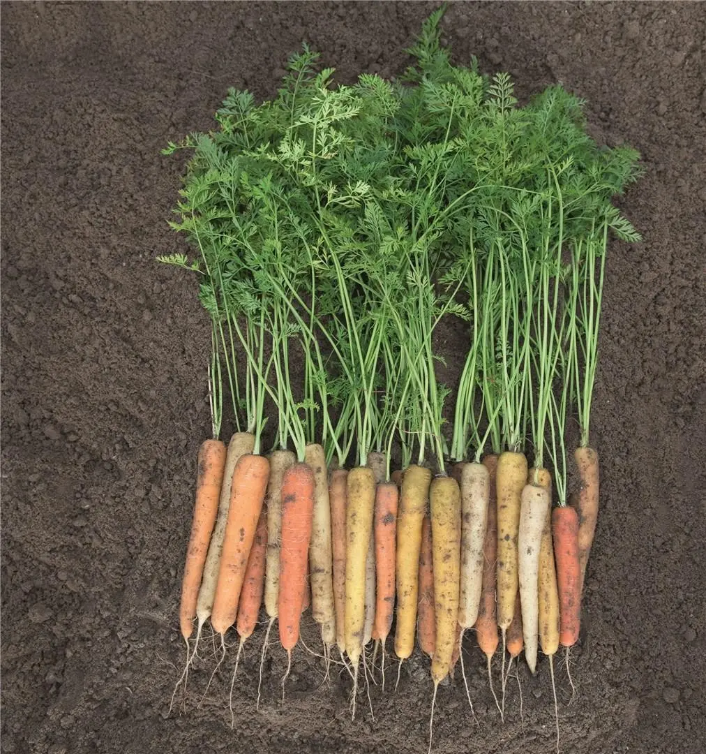 Carrot Rainbow 2.2-2.4