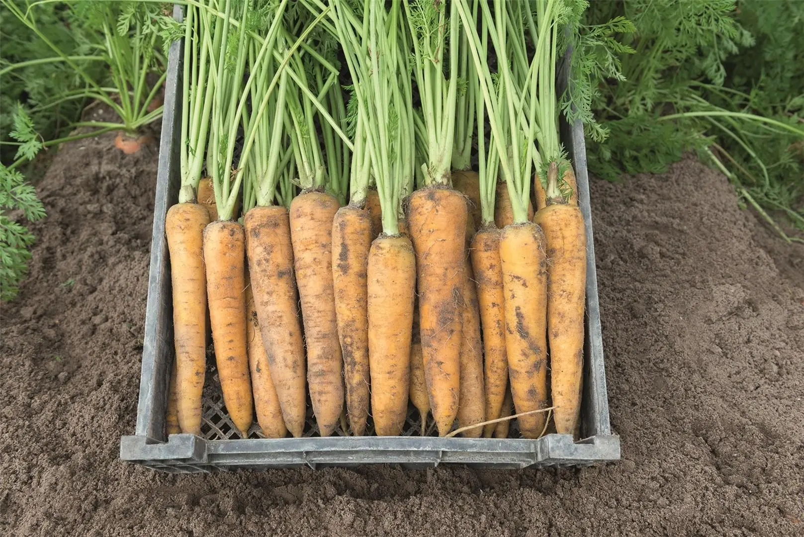 Carrot Yellowstone Prec 1.4-1.6