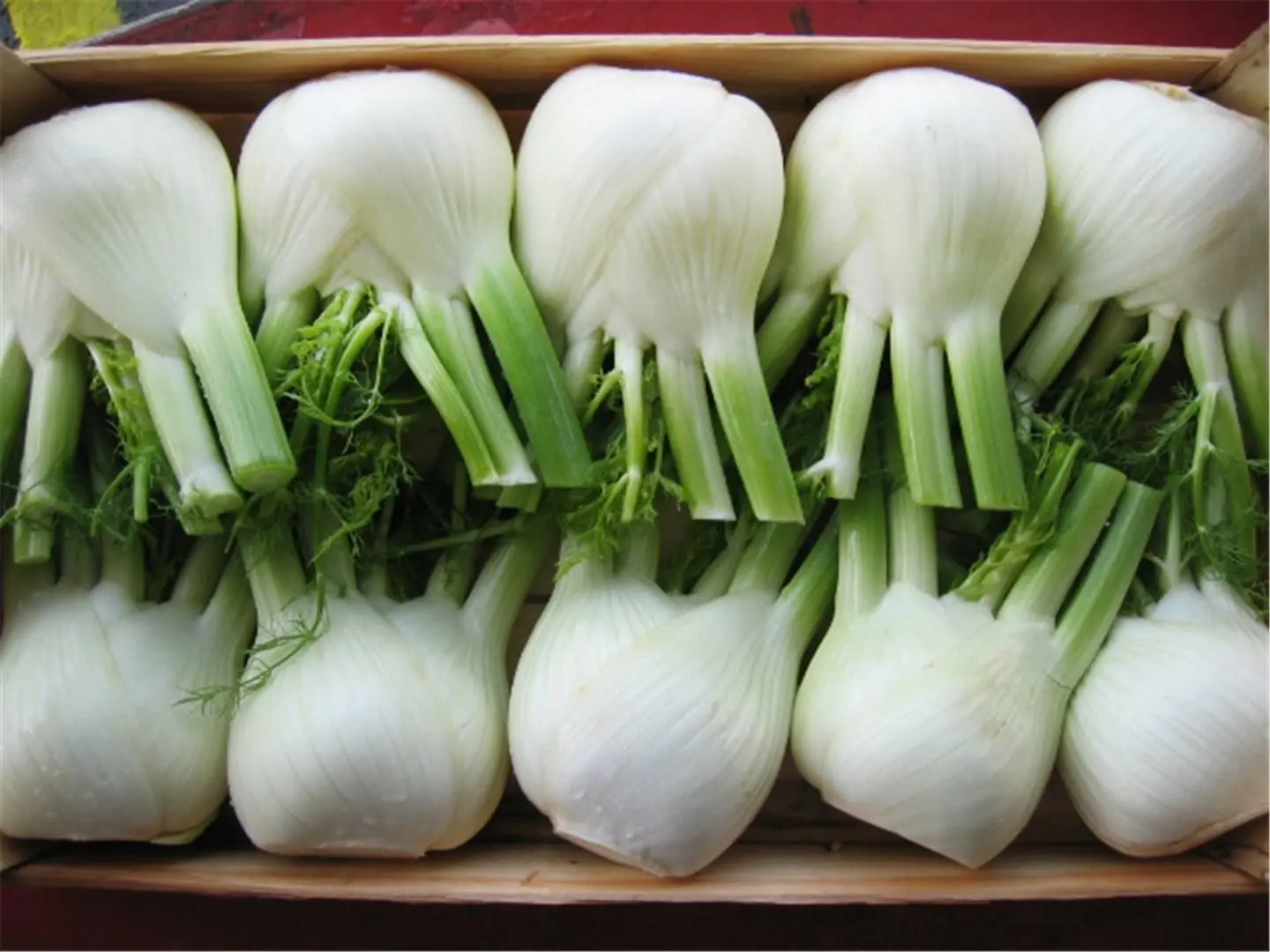 Fenchel Rondo