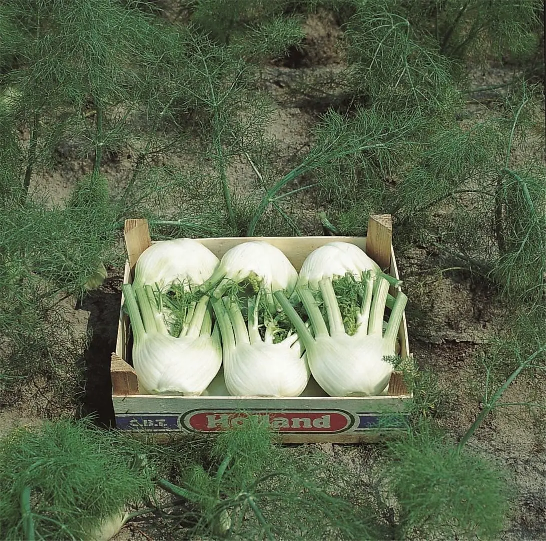 Fenchel Rondo 2