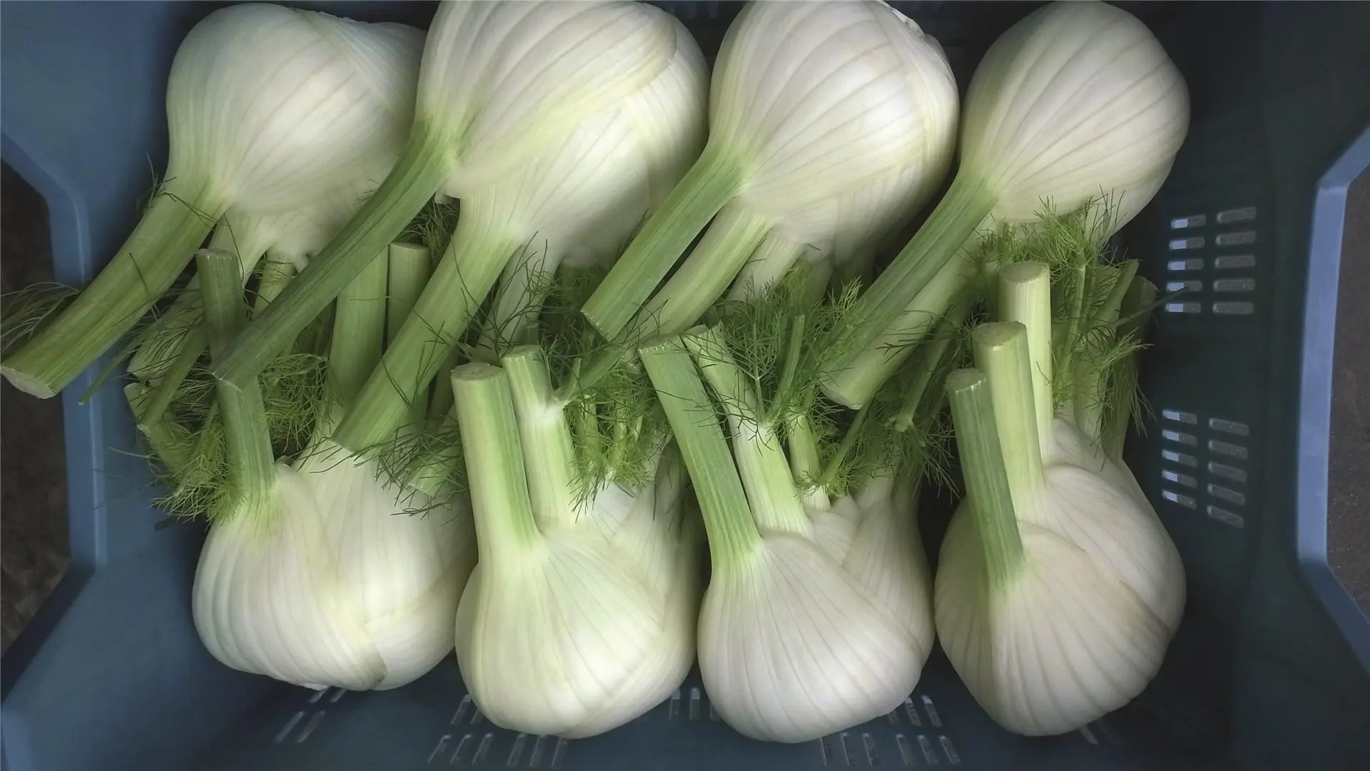 Fenchel Dragon