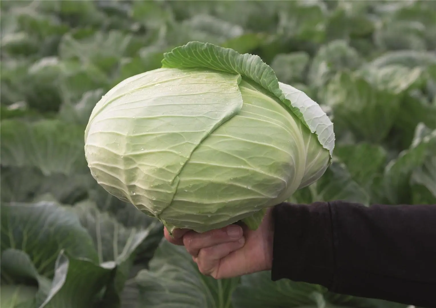 Kohl Palamut