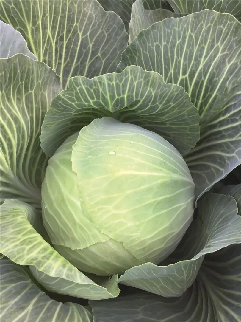 Weißkohl Axel Prec.