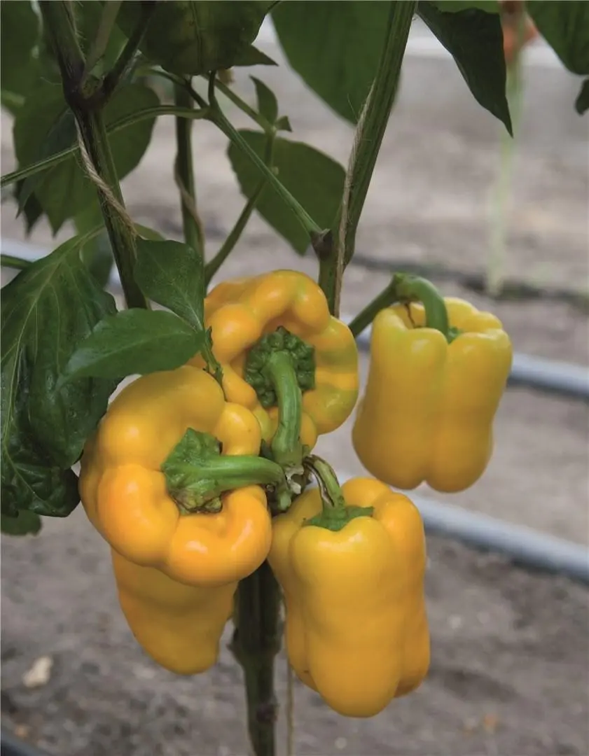 Paprika Turbine F1 Samen 2