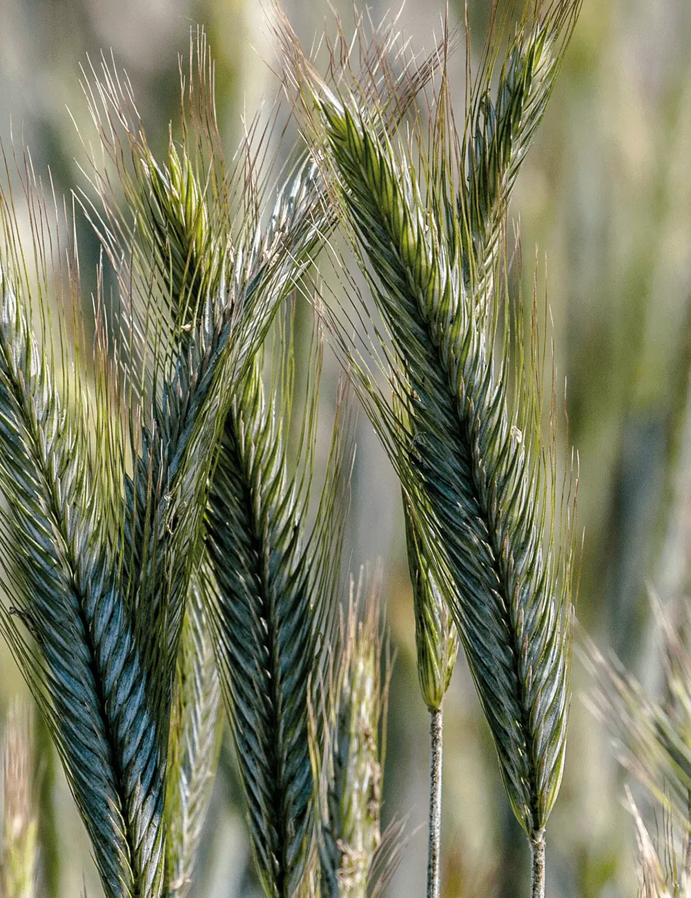 Winterroggen Gulden Hybrid F/1 C/1