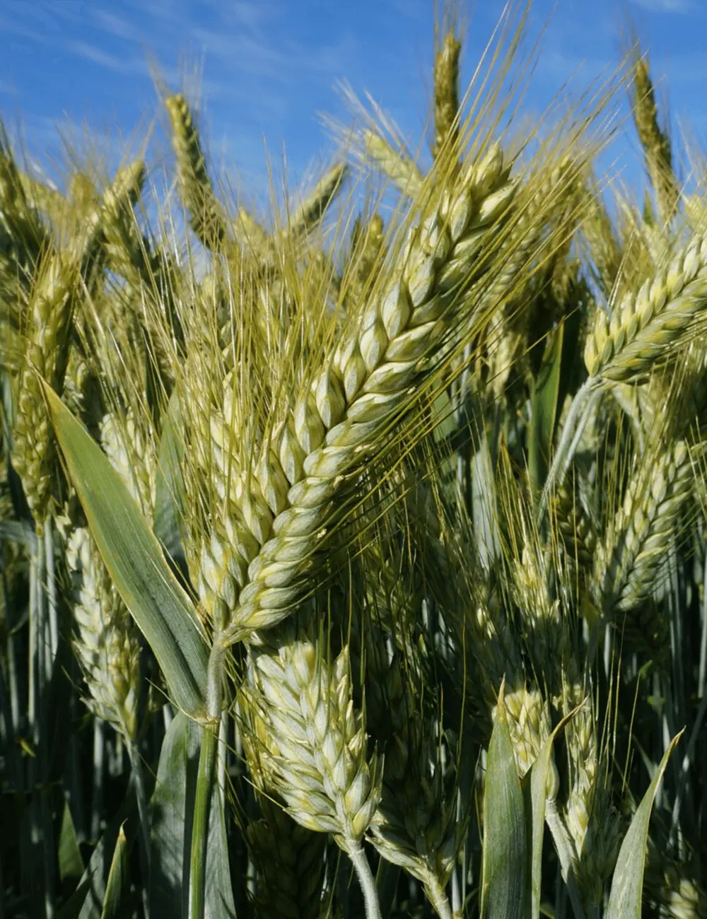 Triticale Winter Belcanto C1 Danko