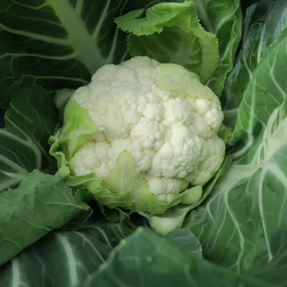 Blumenkohl Cleozil