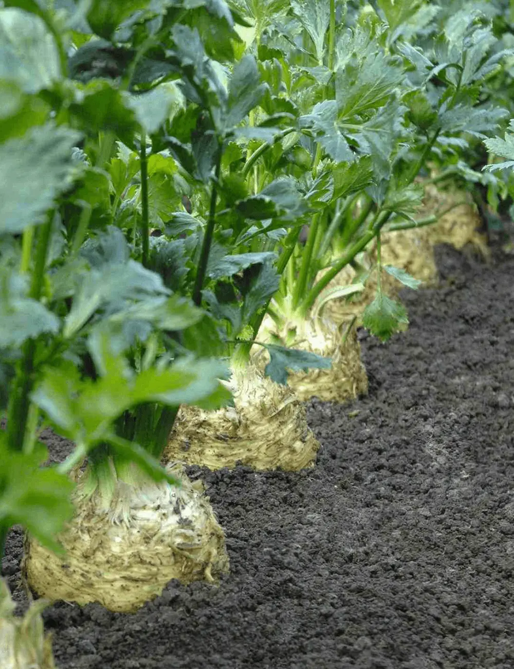 Celeriac Alpha Novisem