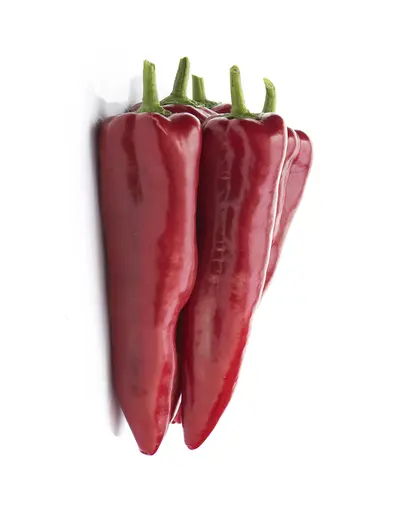 Paprika Reddington F1 500 Samen