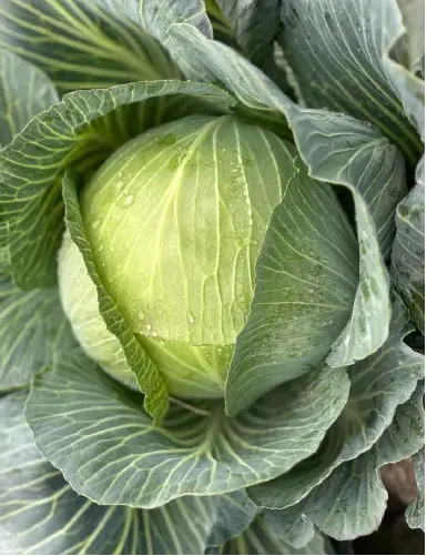 Kohl Kilafest