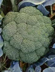 Broccoli Macdui