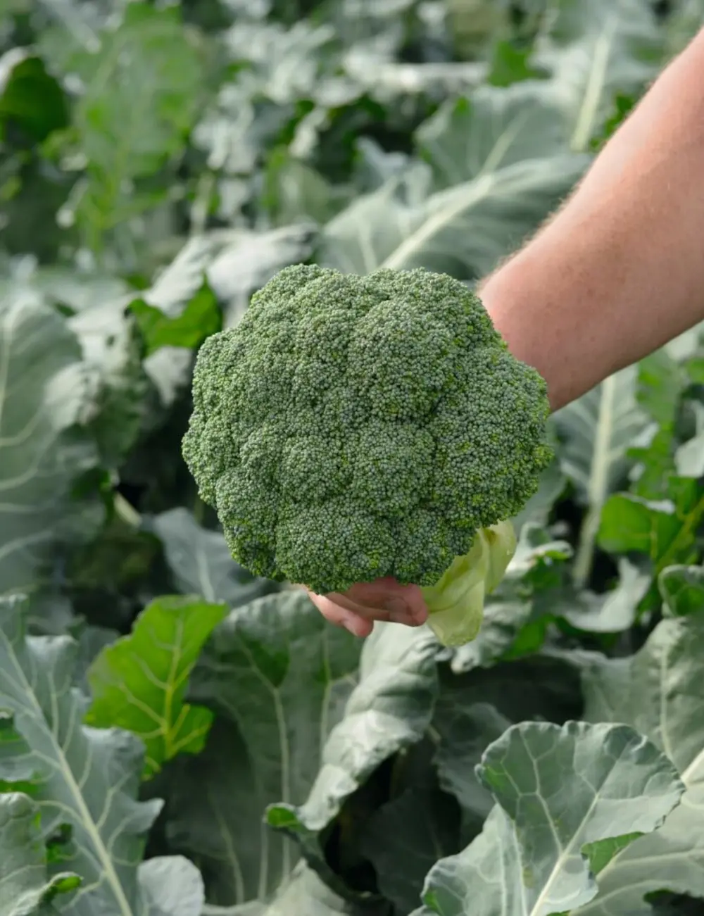 Brocoli Salinas F1 Prec. Graines