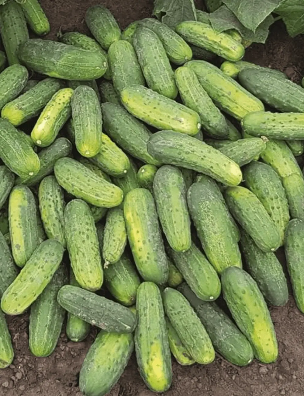 Gurke Avenger 3