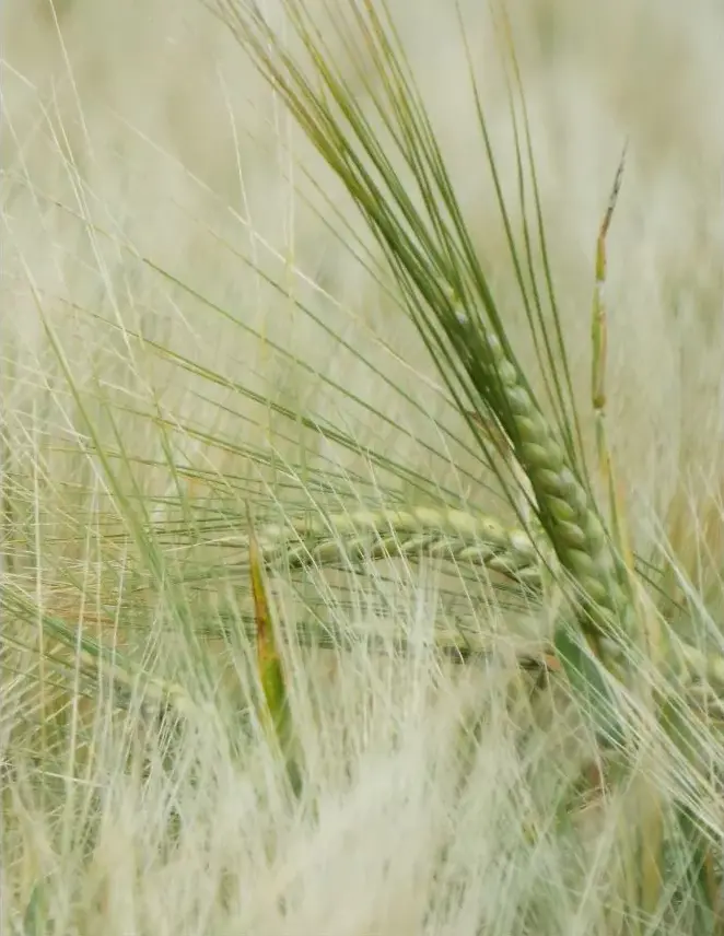 Spring Barley Laser C1