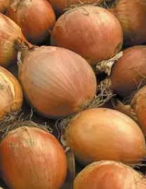 Zwiebel Tucannon Samen