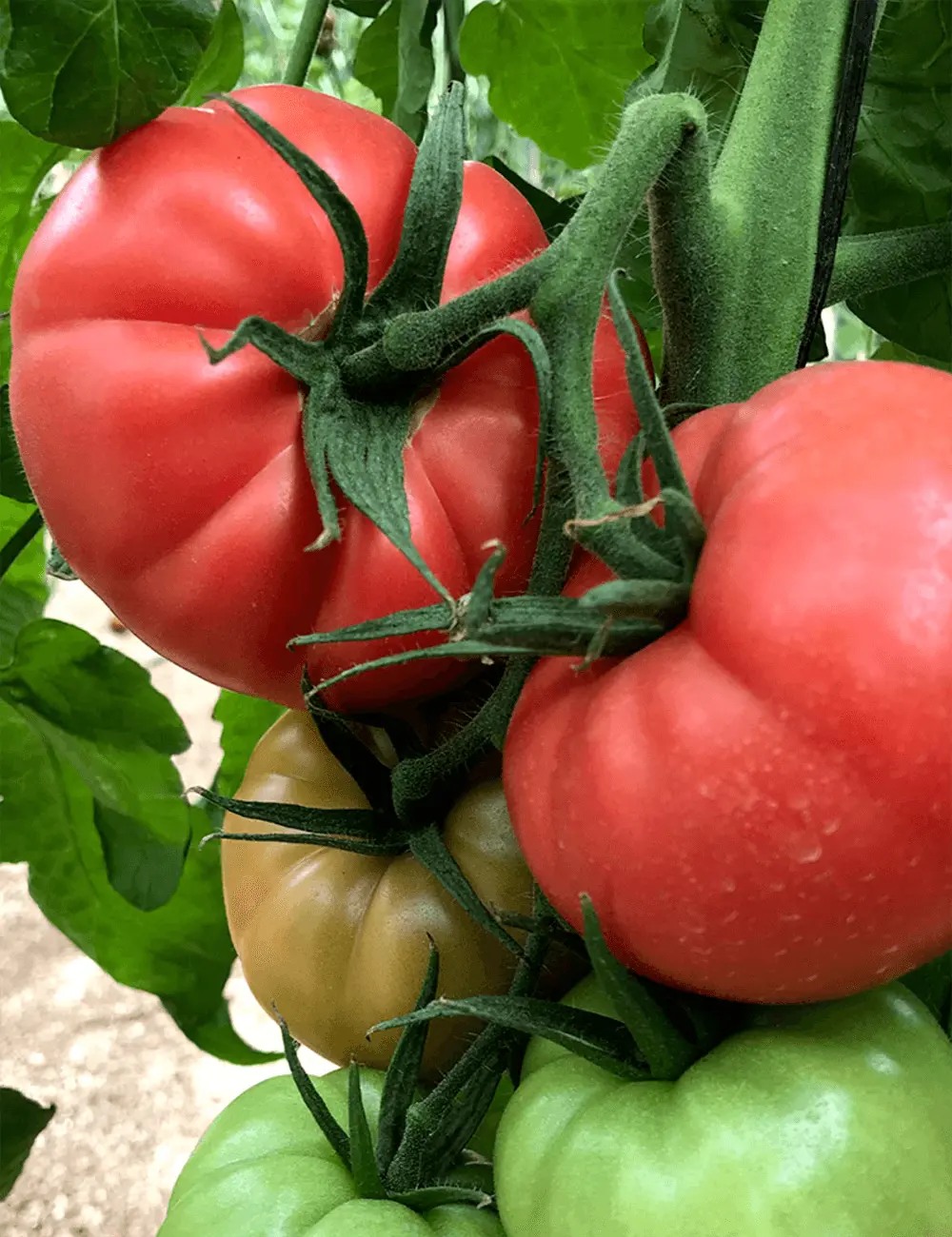 Tomate Pink King