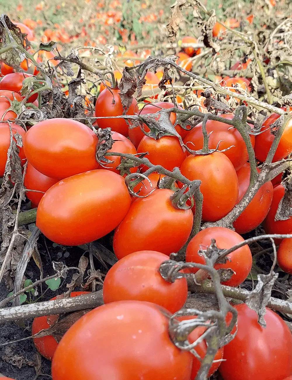 Tomate N 0296