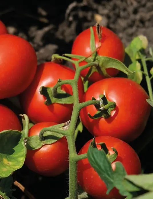Tomate N 6438