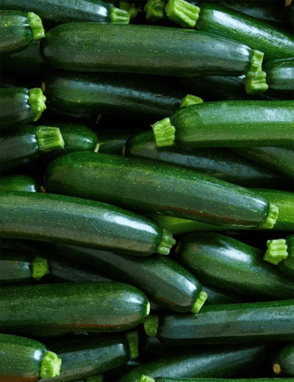 Courgette Brillante F1