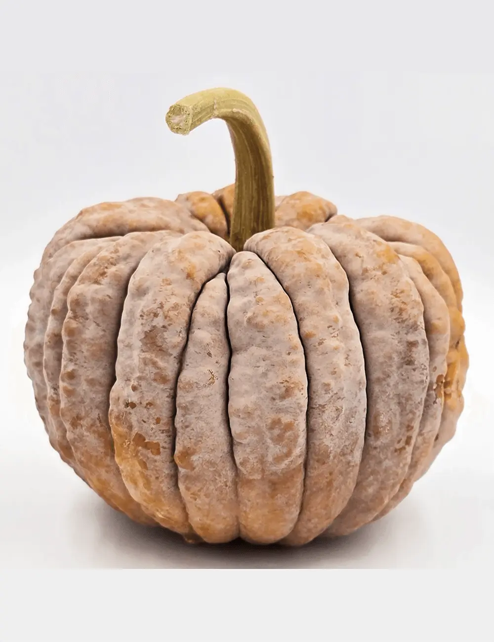 Kürbis Kogigu