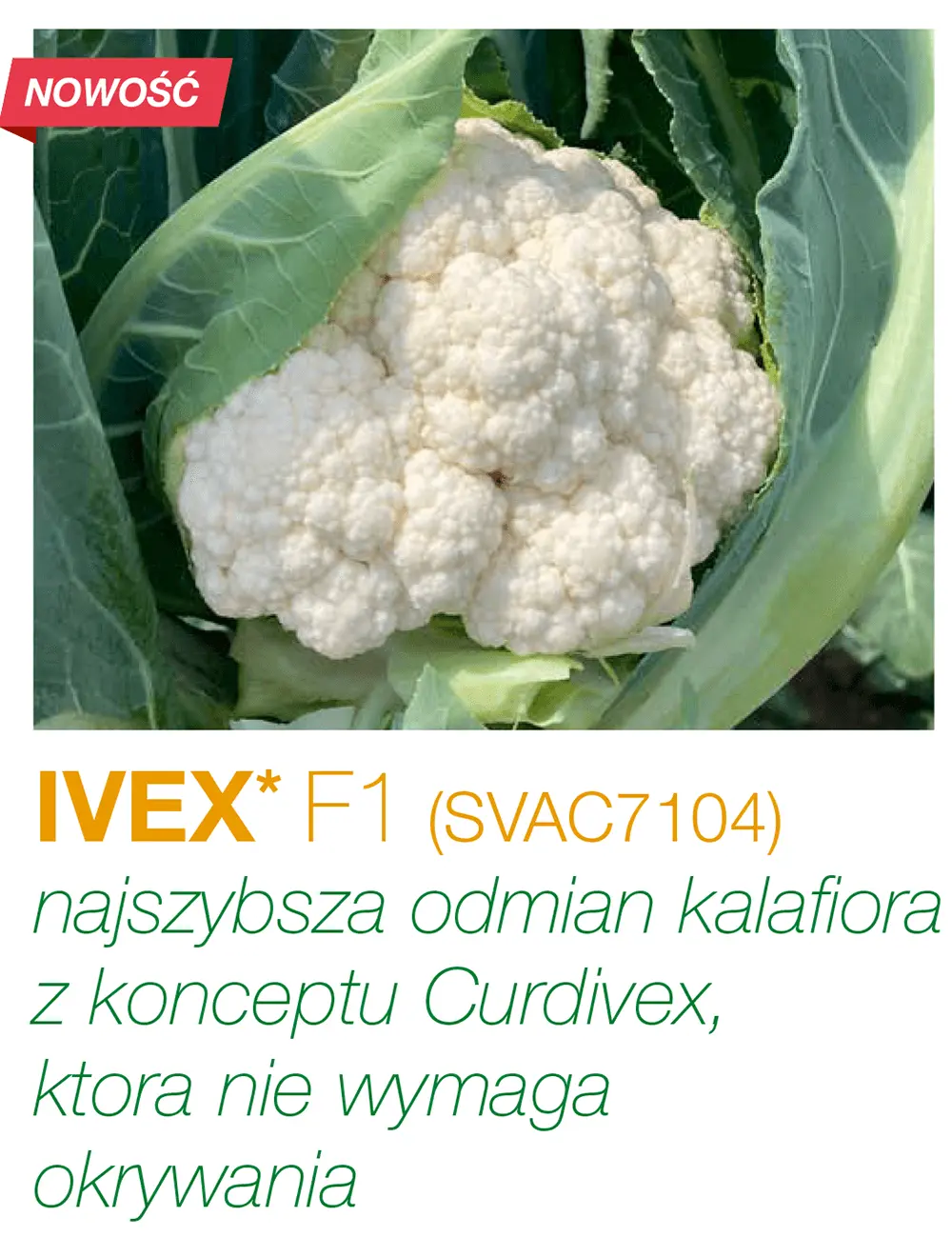 Chou-fleur Ivex