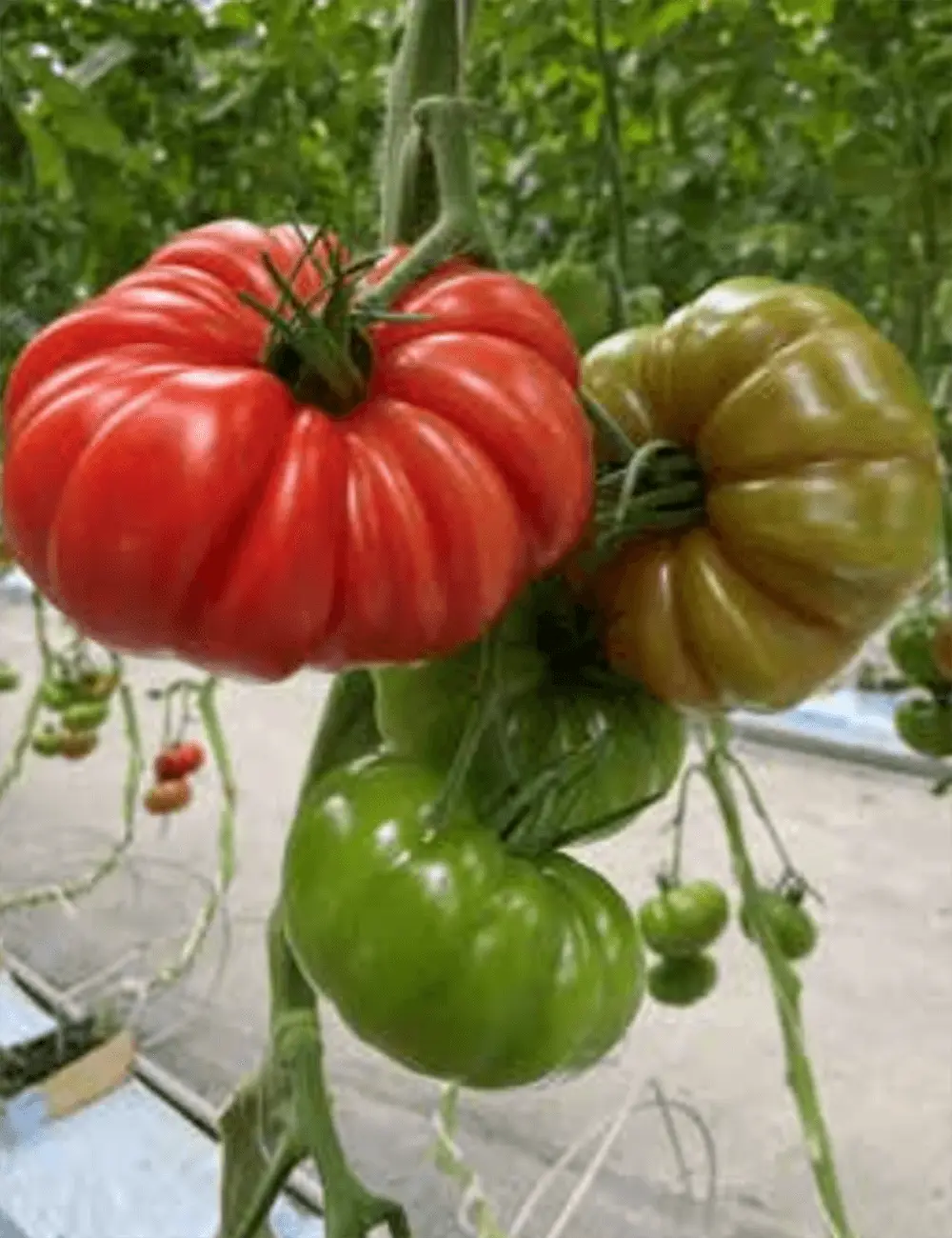 Gewächshaus-Tomate Roujande