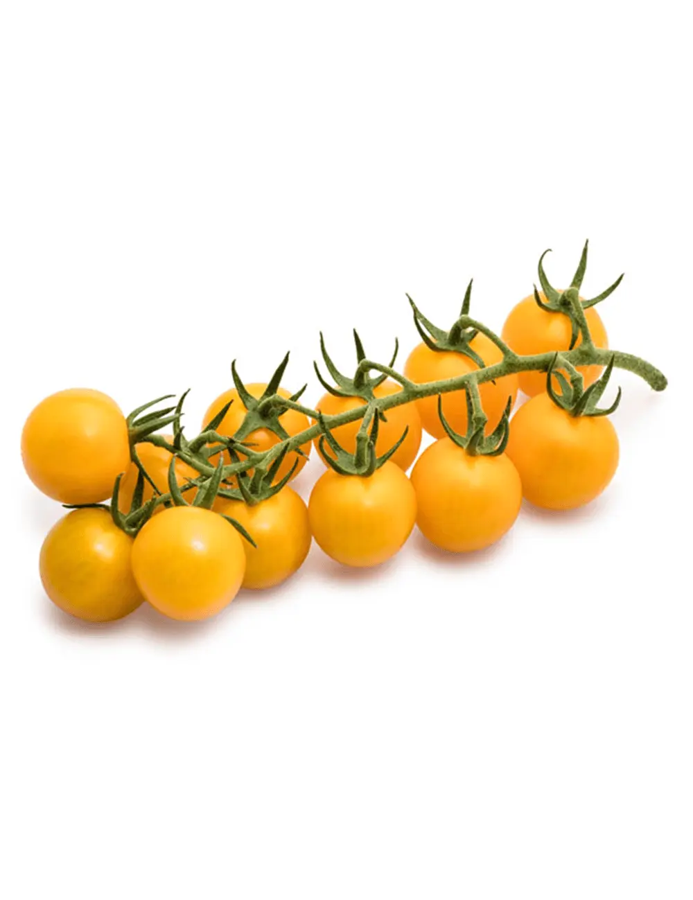 Tomate Cherry Gelb Yelorita 2