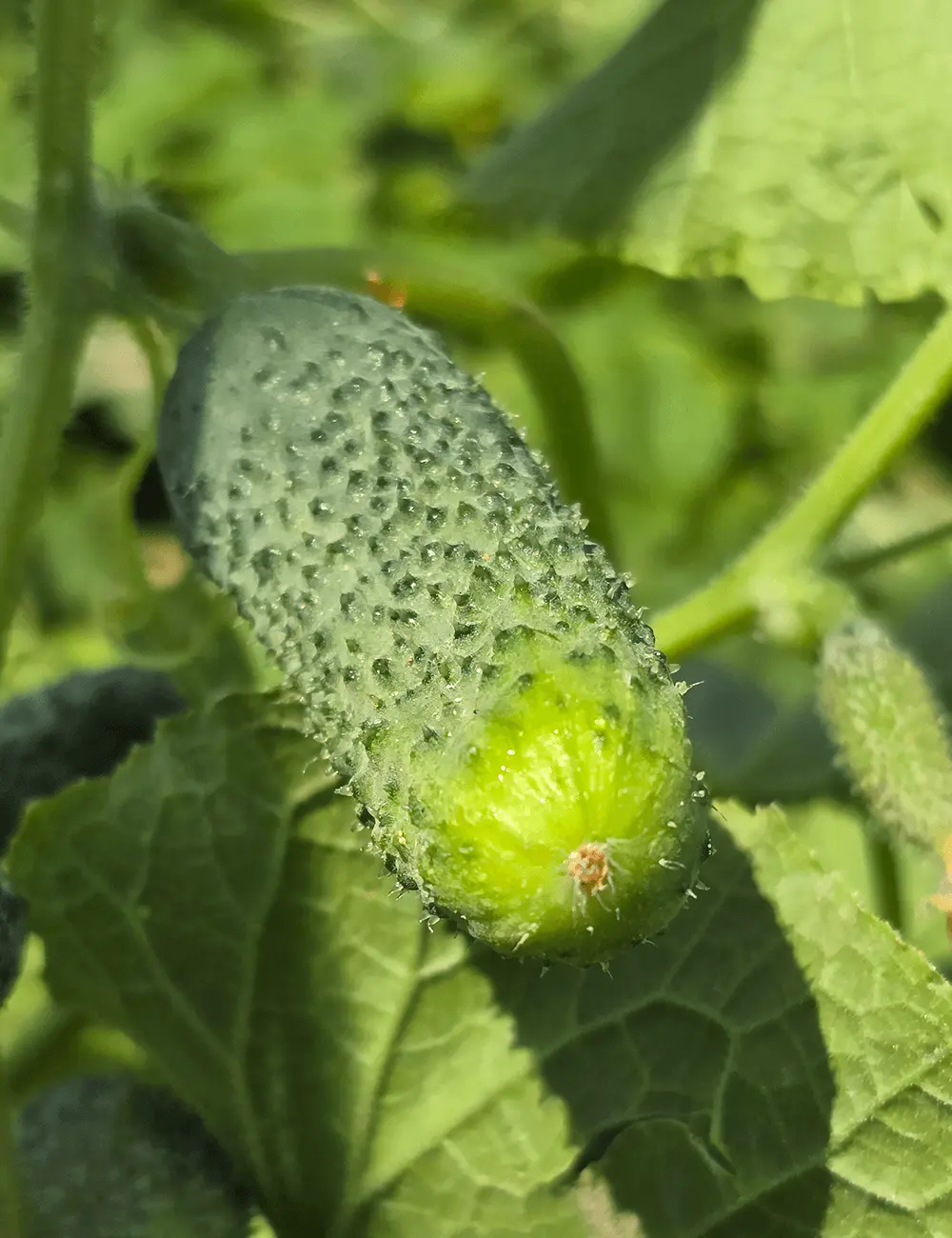 Cucumber Cusina F1 Coated