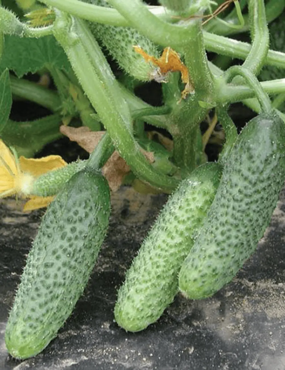 Cucumber Ortina Treated F1