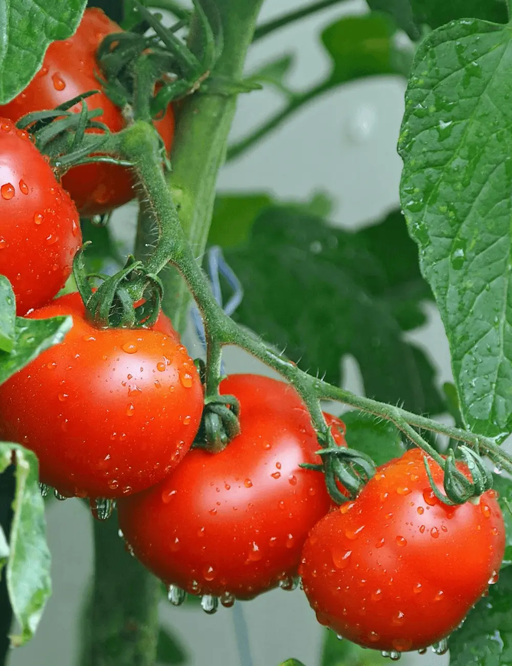 Tomate Carmello F1