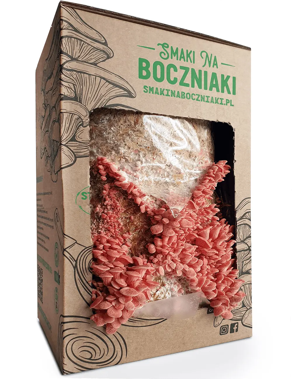 Pink Oyster Mushroom - Set 2