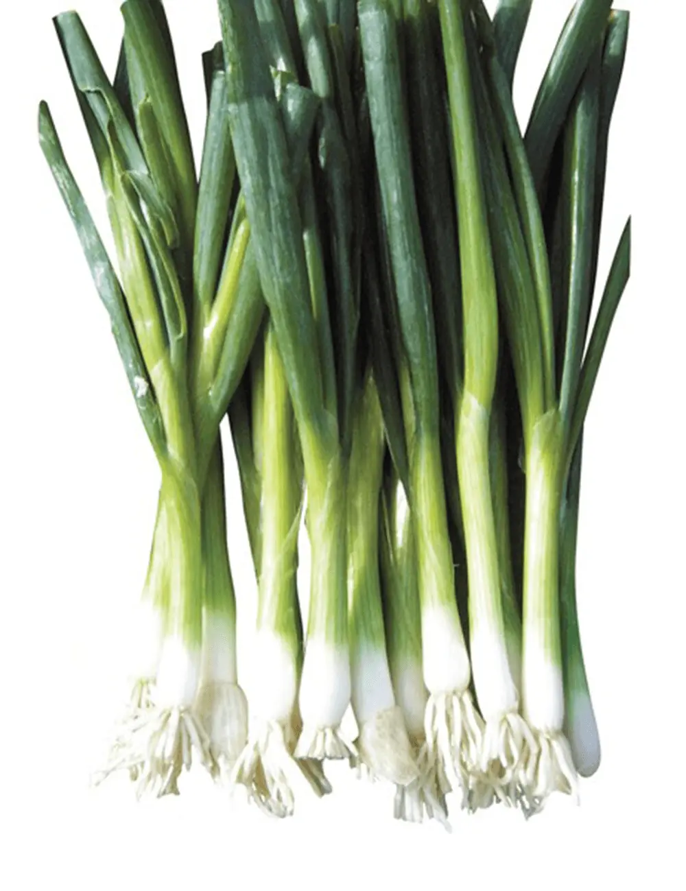 Zwiebel Green Banner