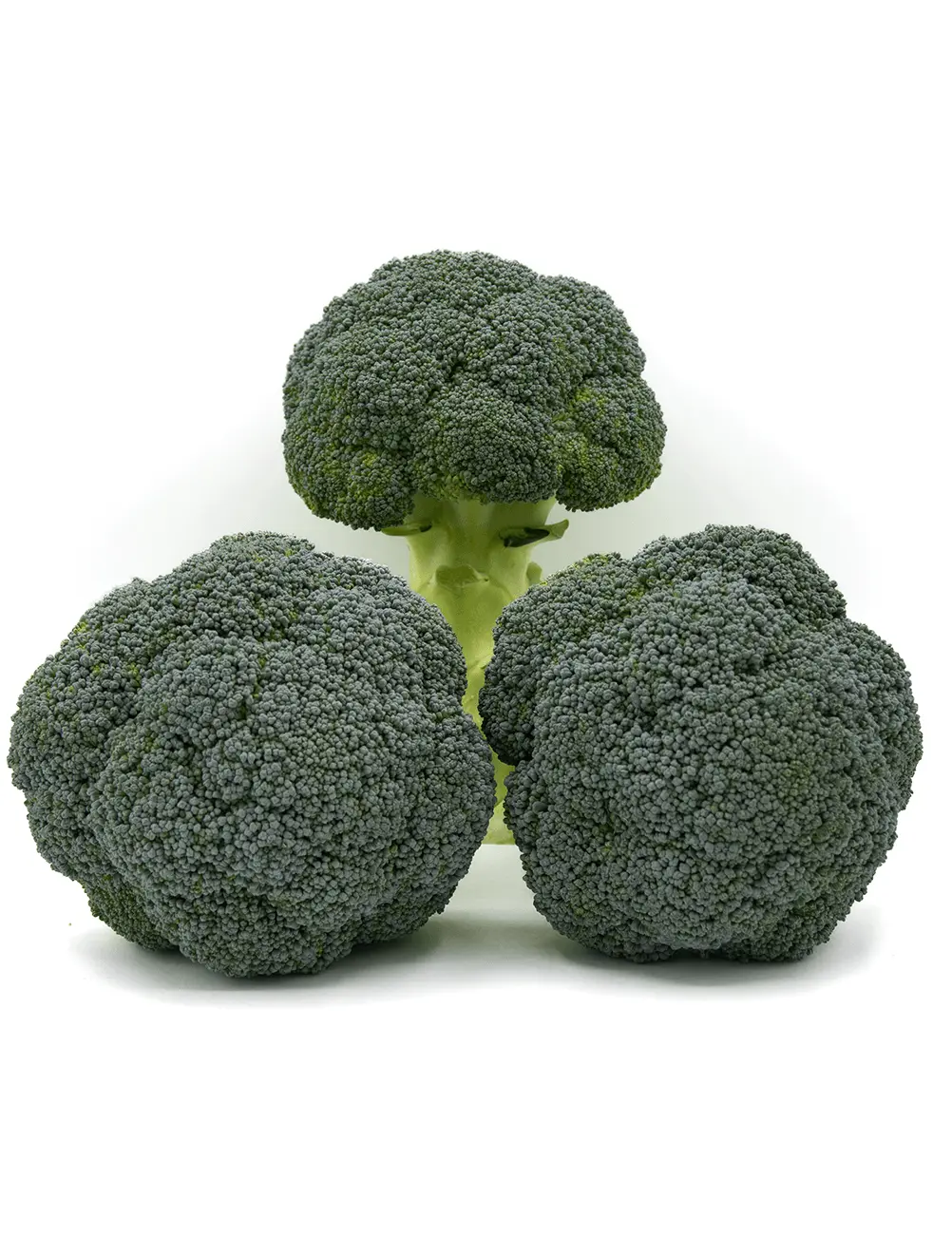 Brocoli Tinos F1 2