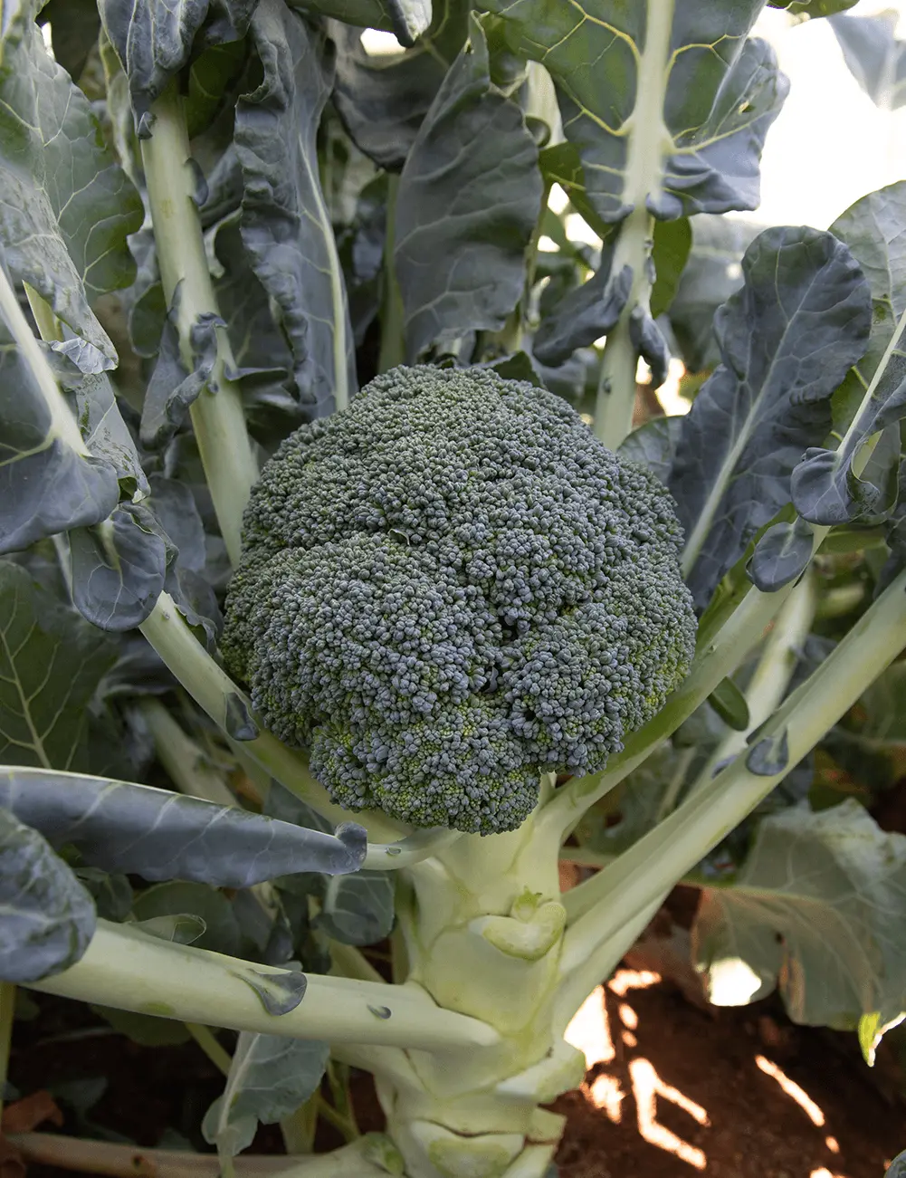 Brocoli Tinos F1 3
