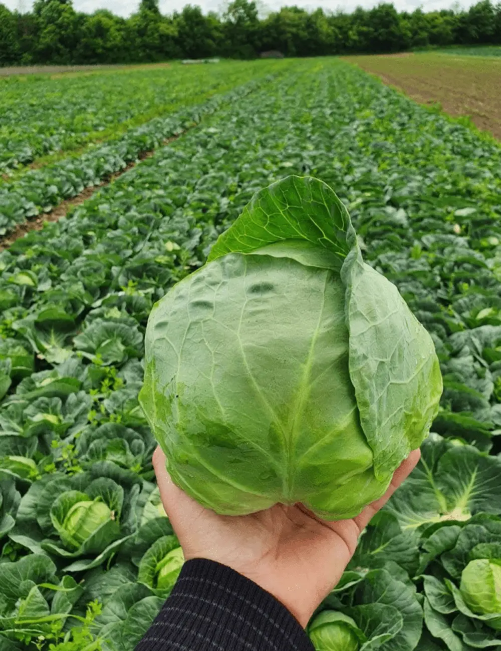 Kohl Elisa