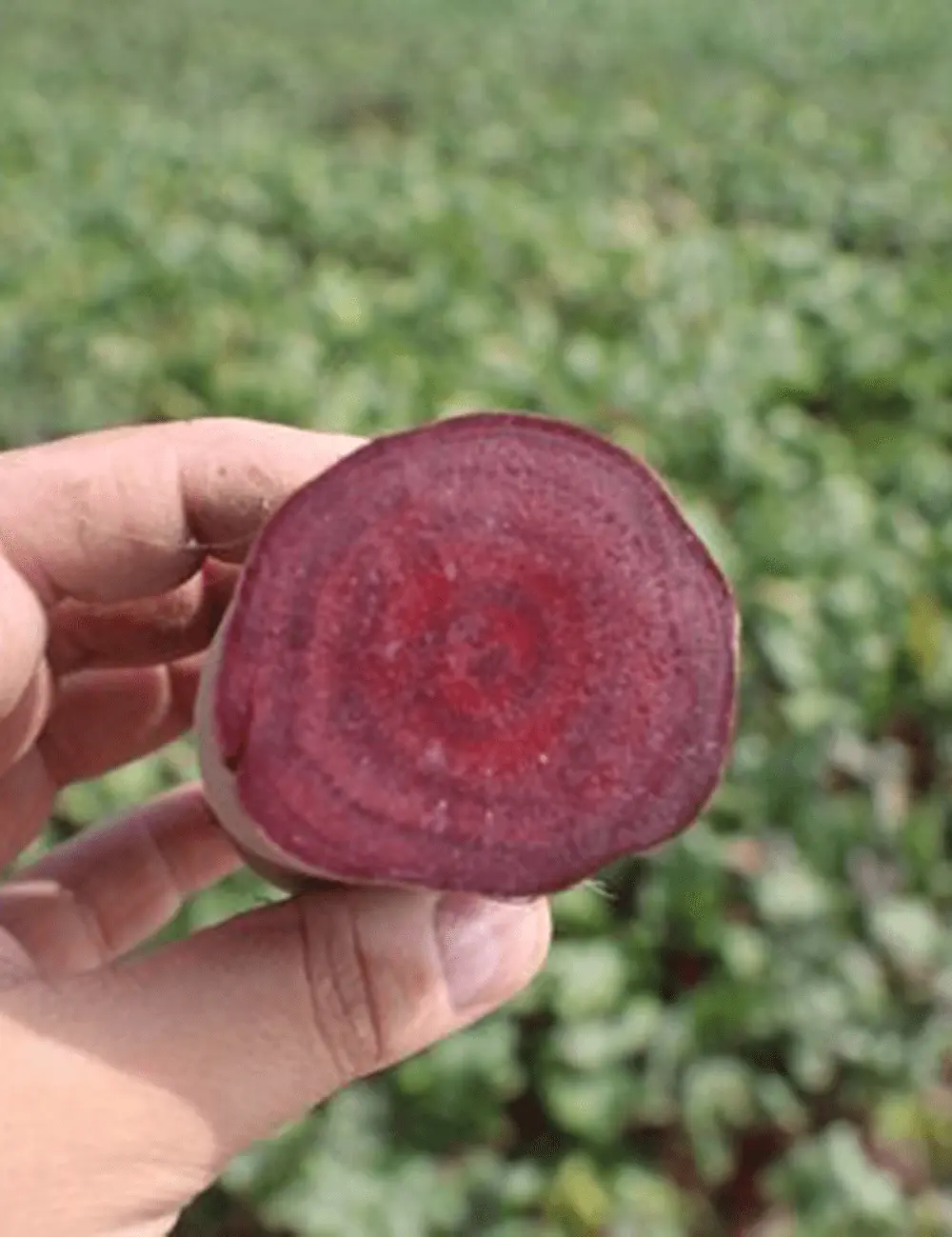 Rote Bete Rodina