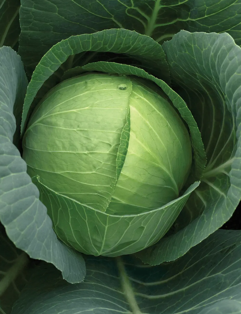 Kohl Charmant F1