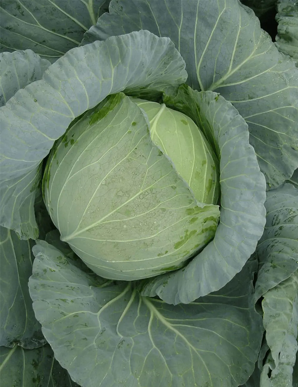 Kohl Conquistador F1