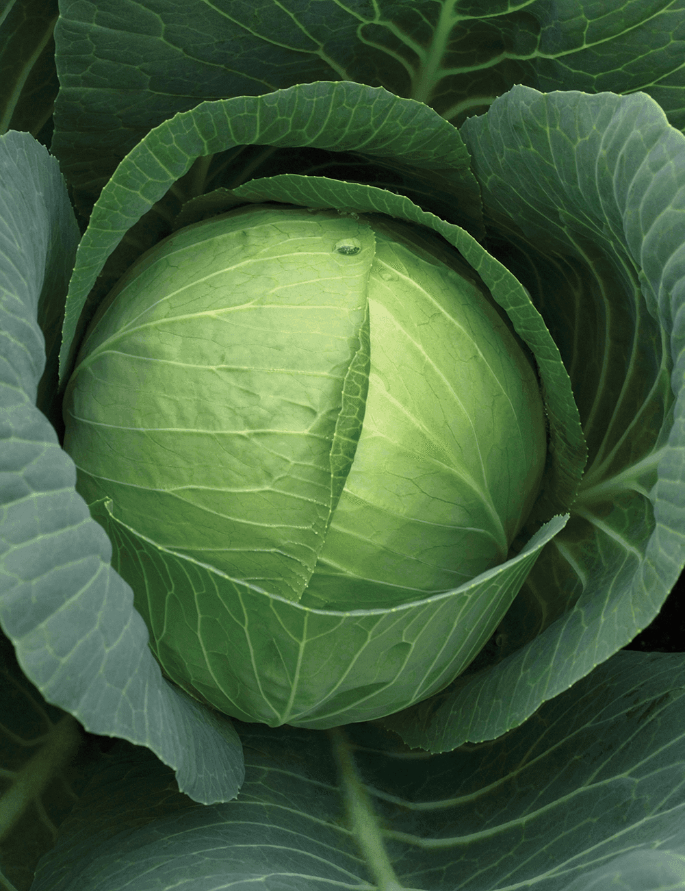 Kohl Charmant Prec.
