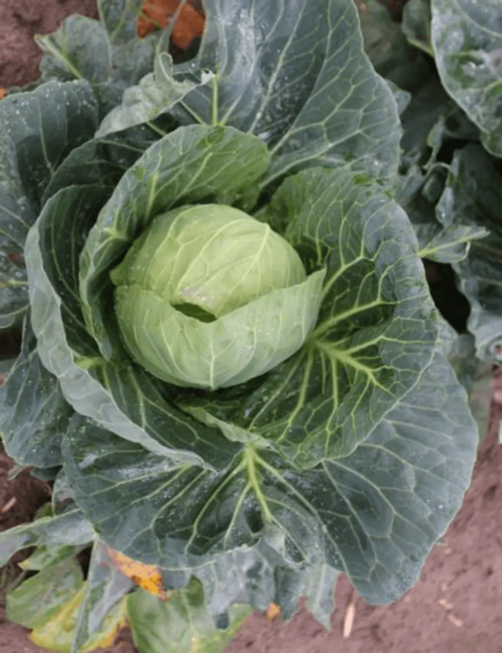 Kohl Annelisa F1