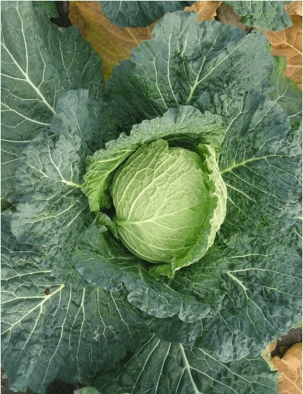 Kohl Savonarch F1