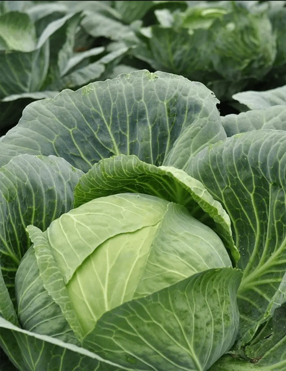 Kohl Hypoo