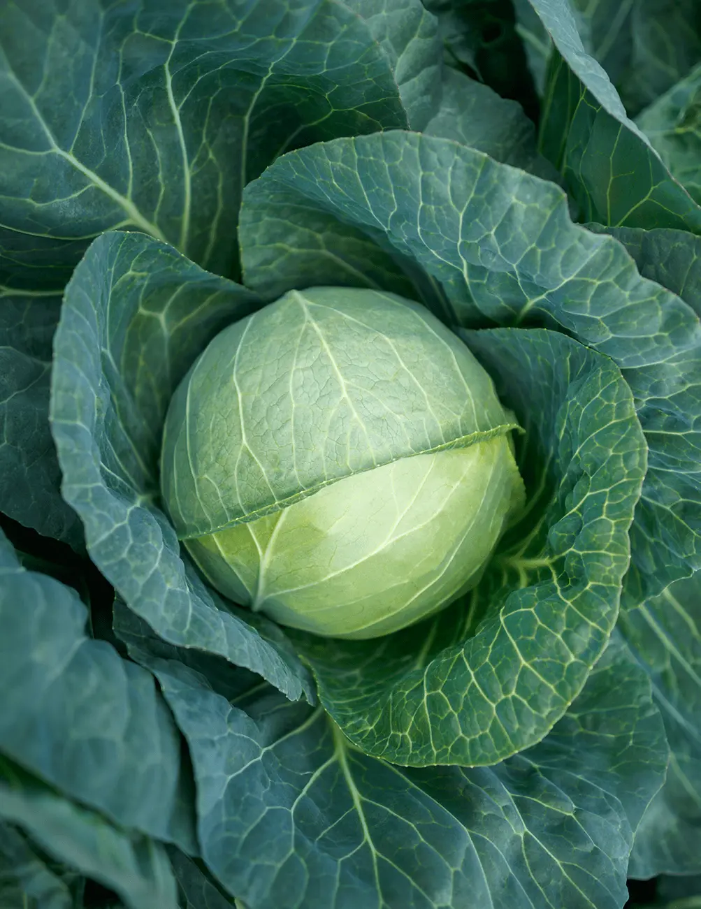 Kohl Supreme Vantage F1 Prec.