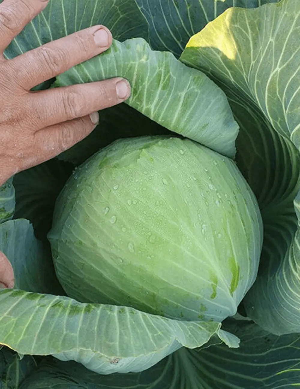 Kohl Avanto