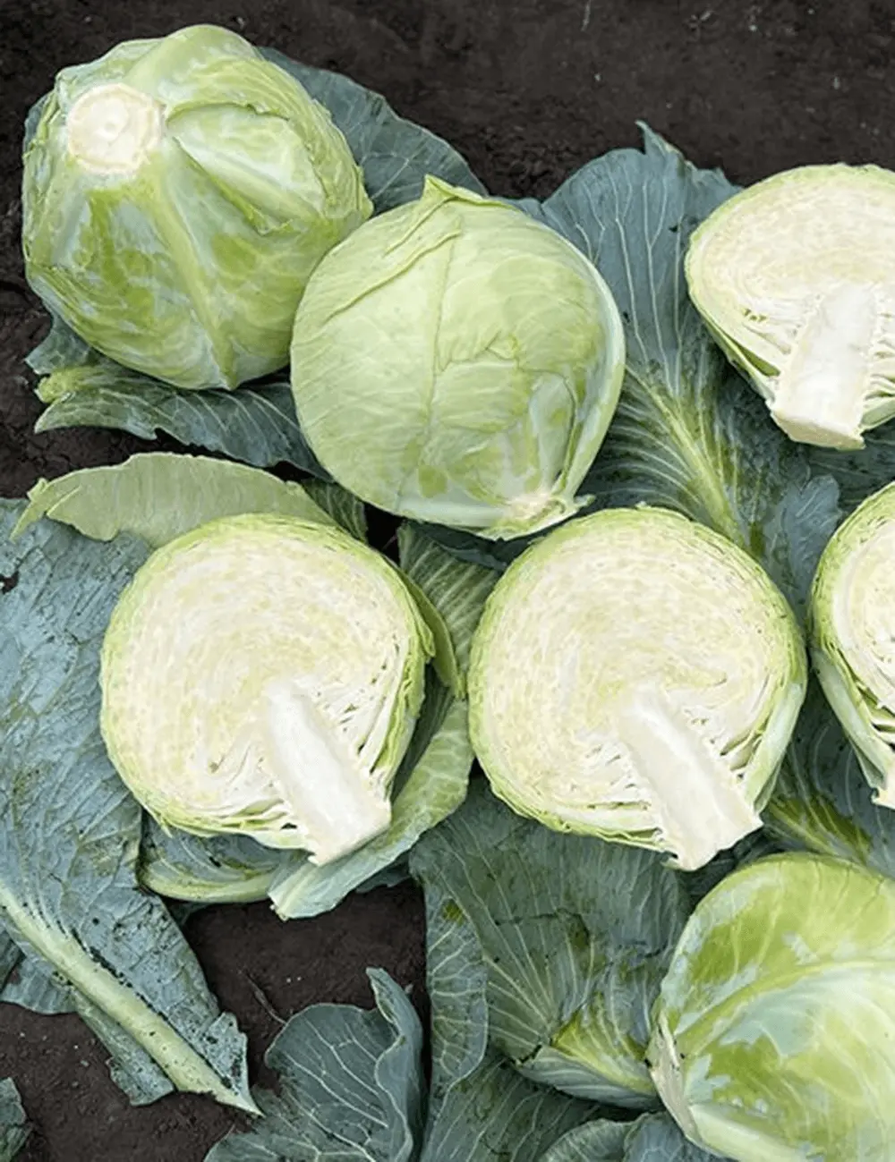 Kohl Avanto 2