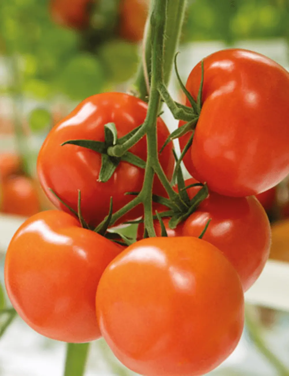 Tomate Tobinaro