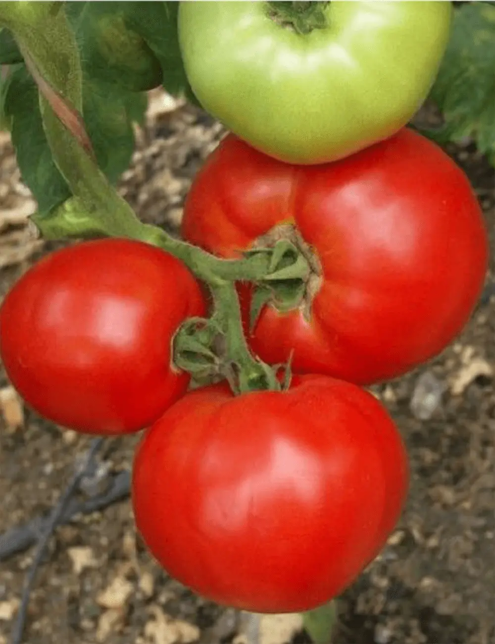 Tomate Mirsini