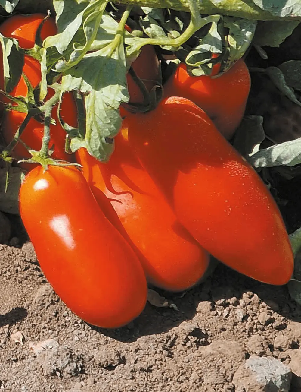 Tomate Eventus